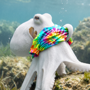 Pulpo frikiColor, o como tener un camuflaje superestructurado